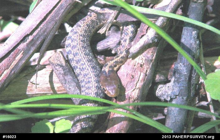 Eastern Gartersnake