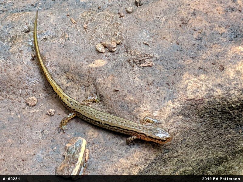 Northern Two-lined Salamander
