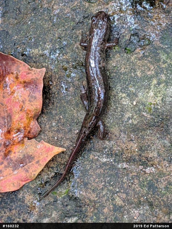 Northern Dusky Salamander