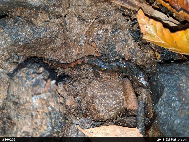 Seal Salamander