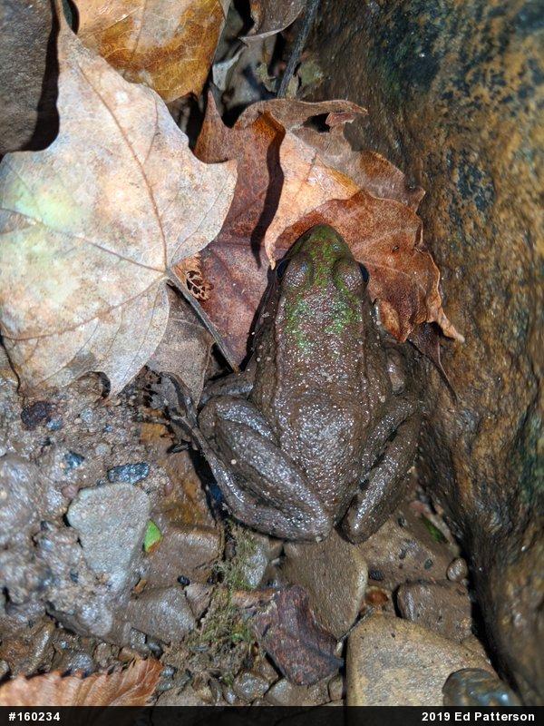 Green Frog