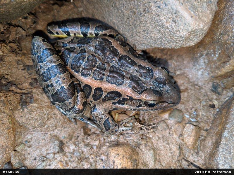 Pickerel Frog