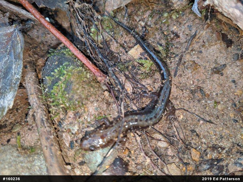 Allegheny Mountain Dusky Salamander