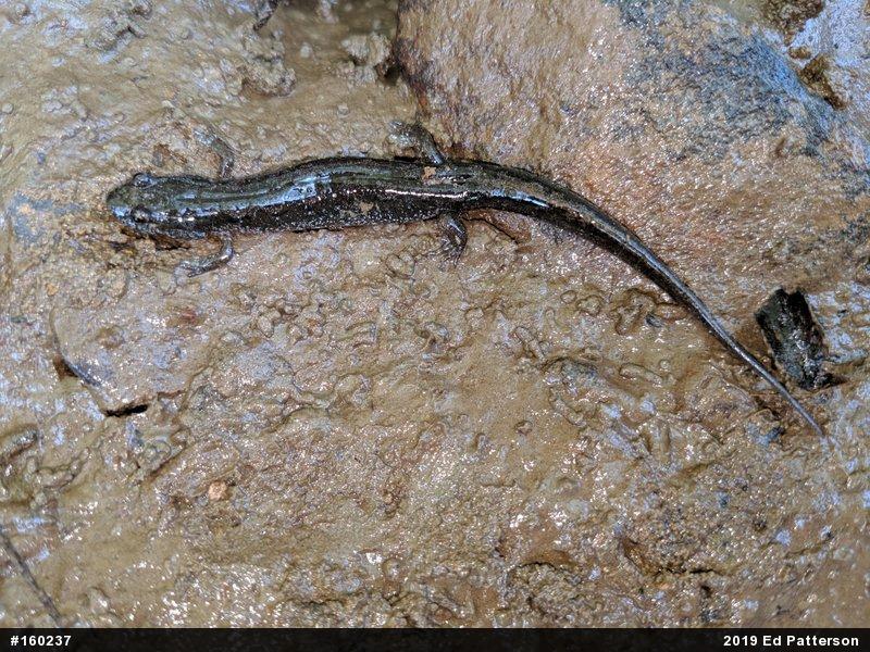 Northern Dusky Salamander