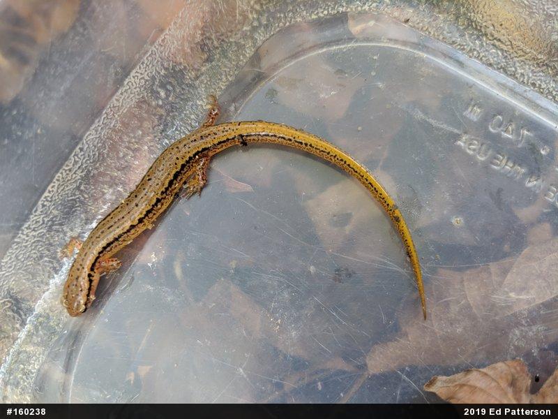 Northern Two-lined Salamander
