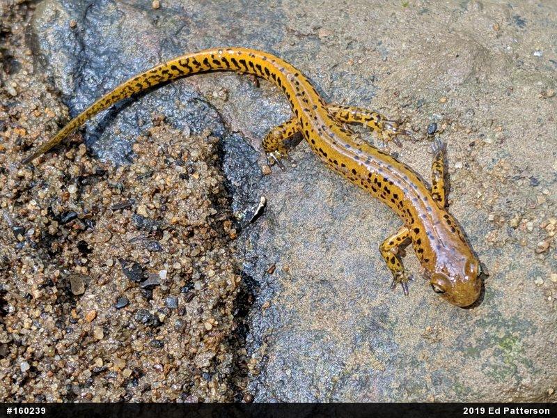 Eastern Long-tailed Salamander