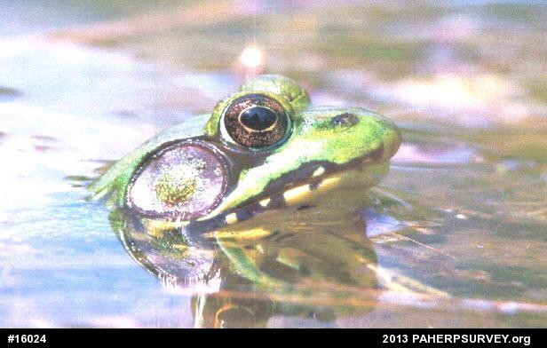 Green Frog