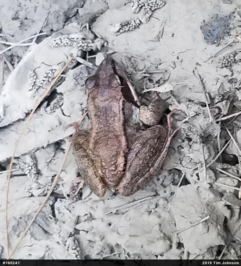 Wood Frog