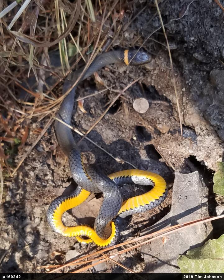 Northern Ring-necked Snake