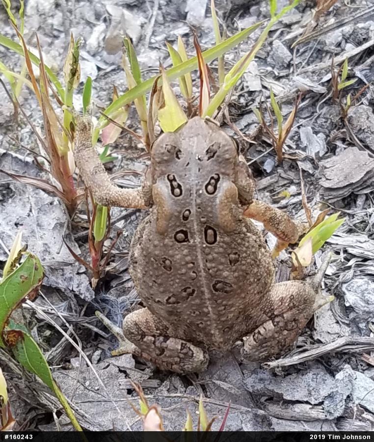 Eastern American Toad