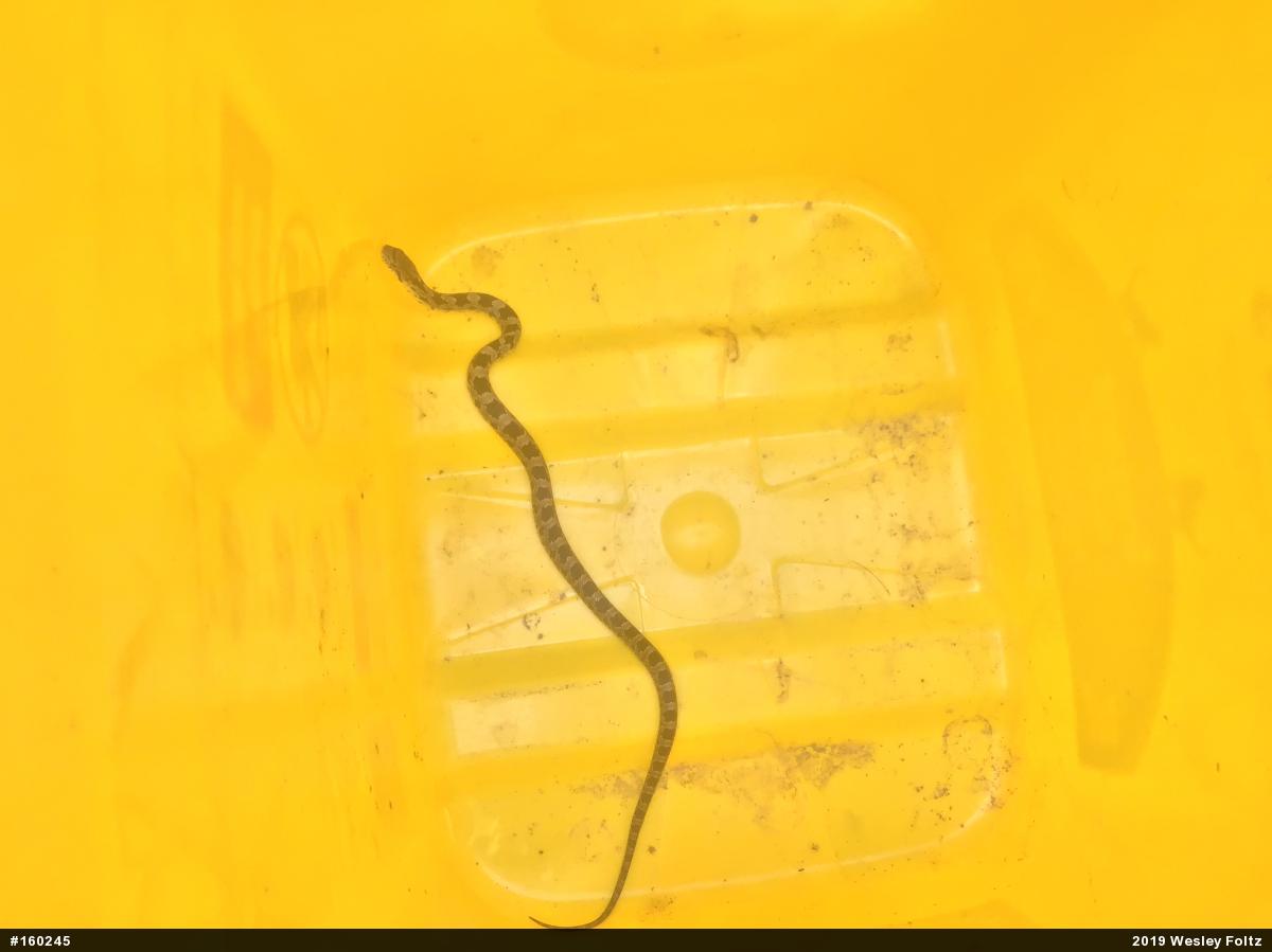 Eastern Ratsnake