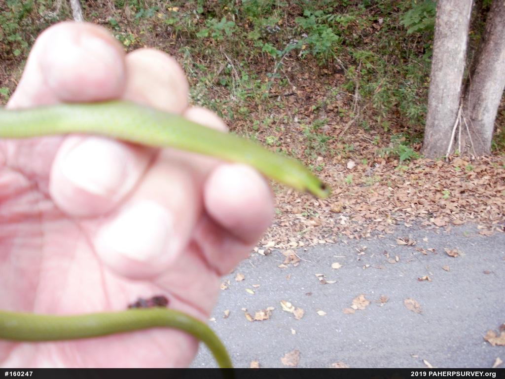 Smooth Greensnake