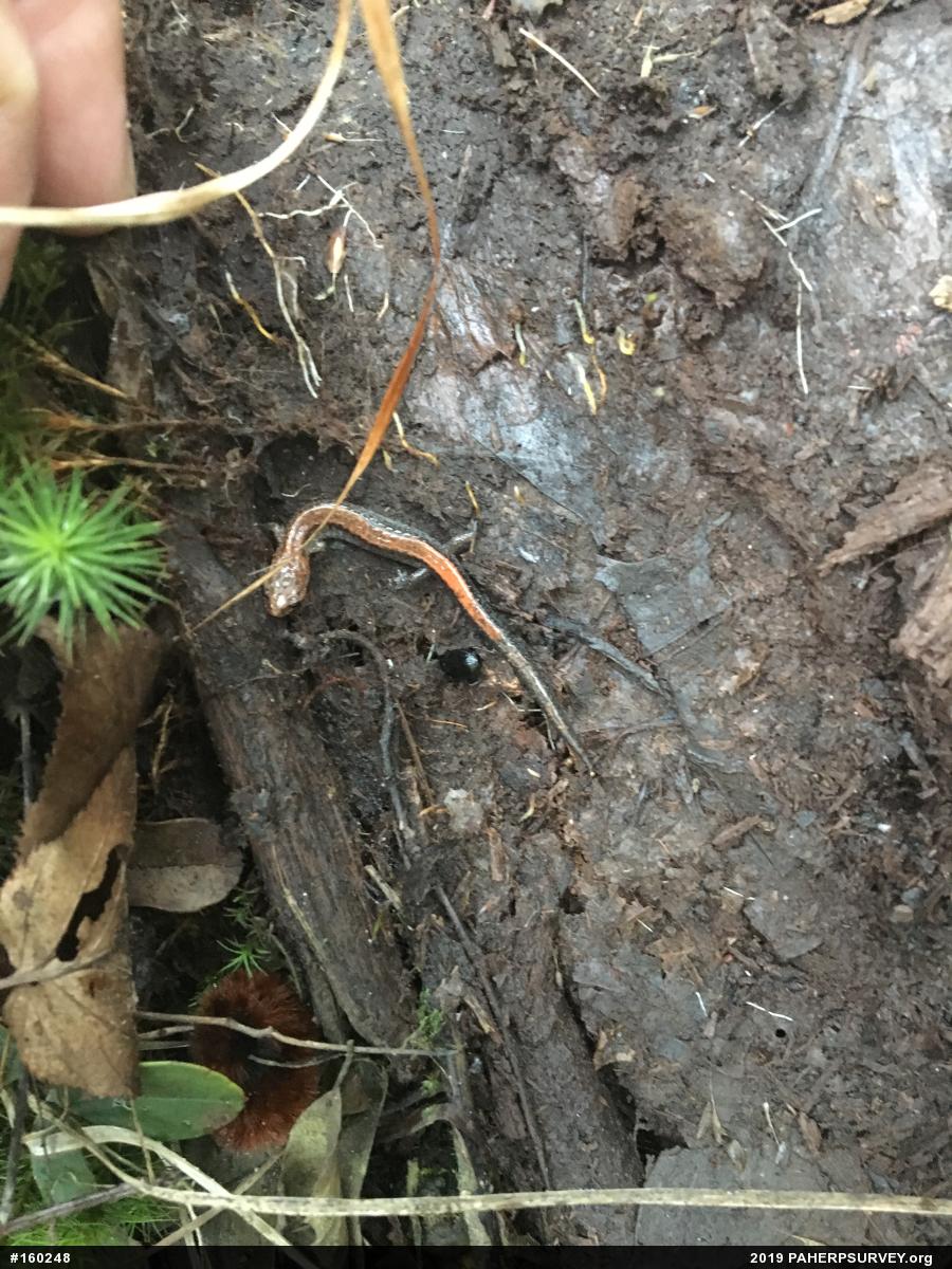 Eastern Red-backed  Salamander