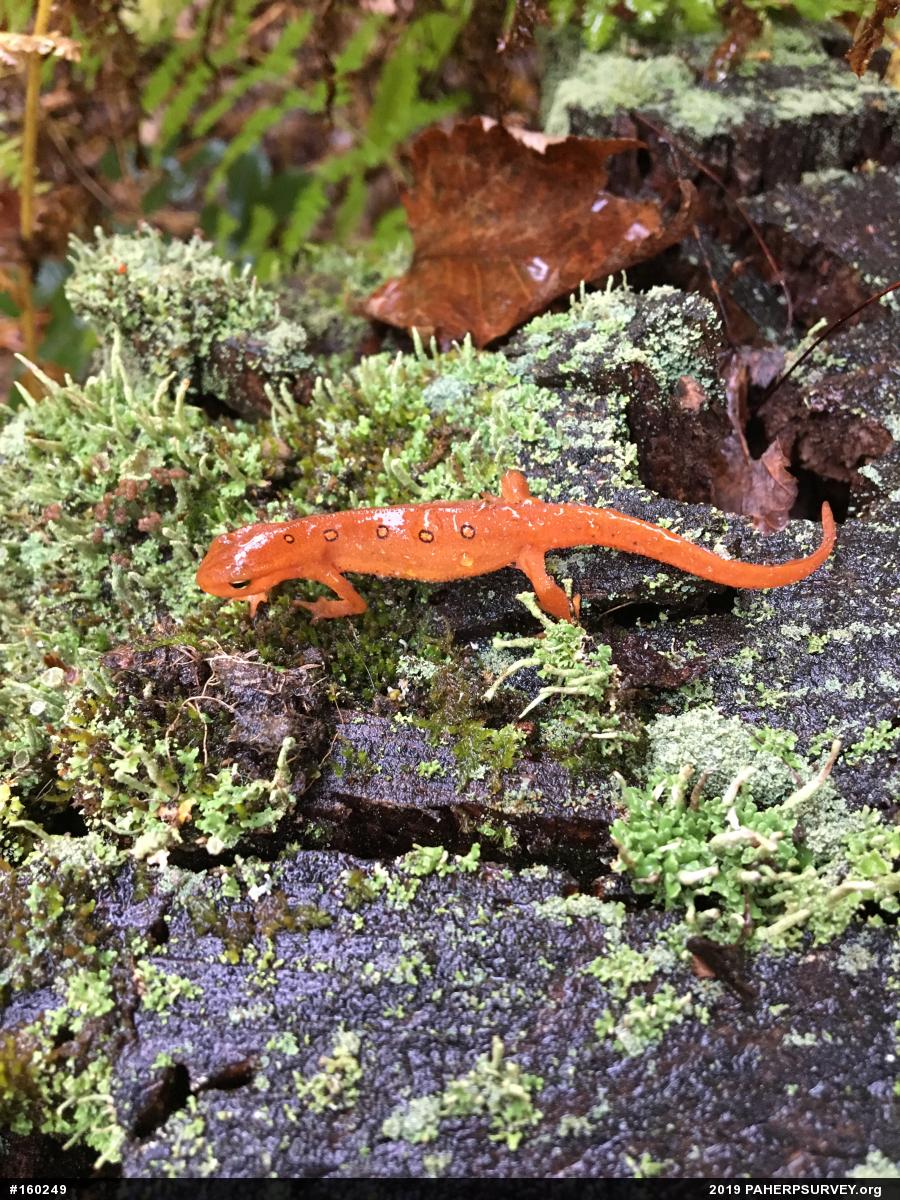 Red-spotted Newt