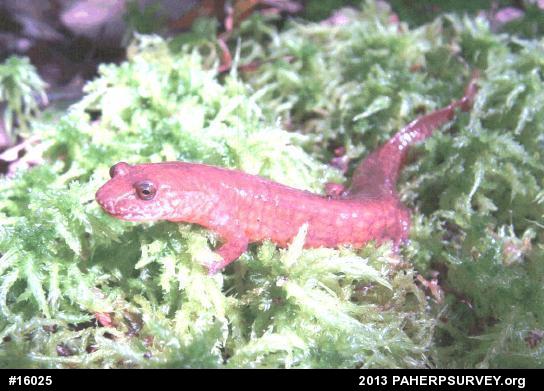 Northern Spring Salamander