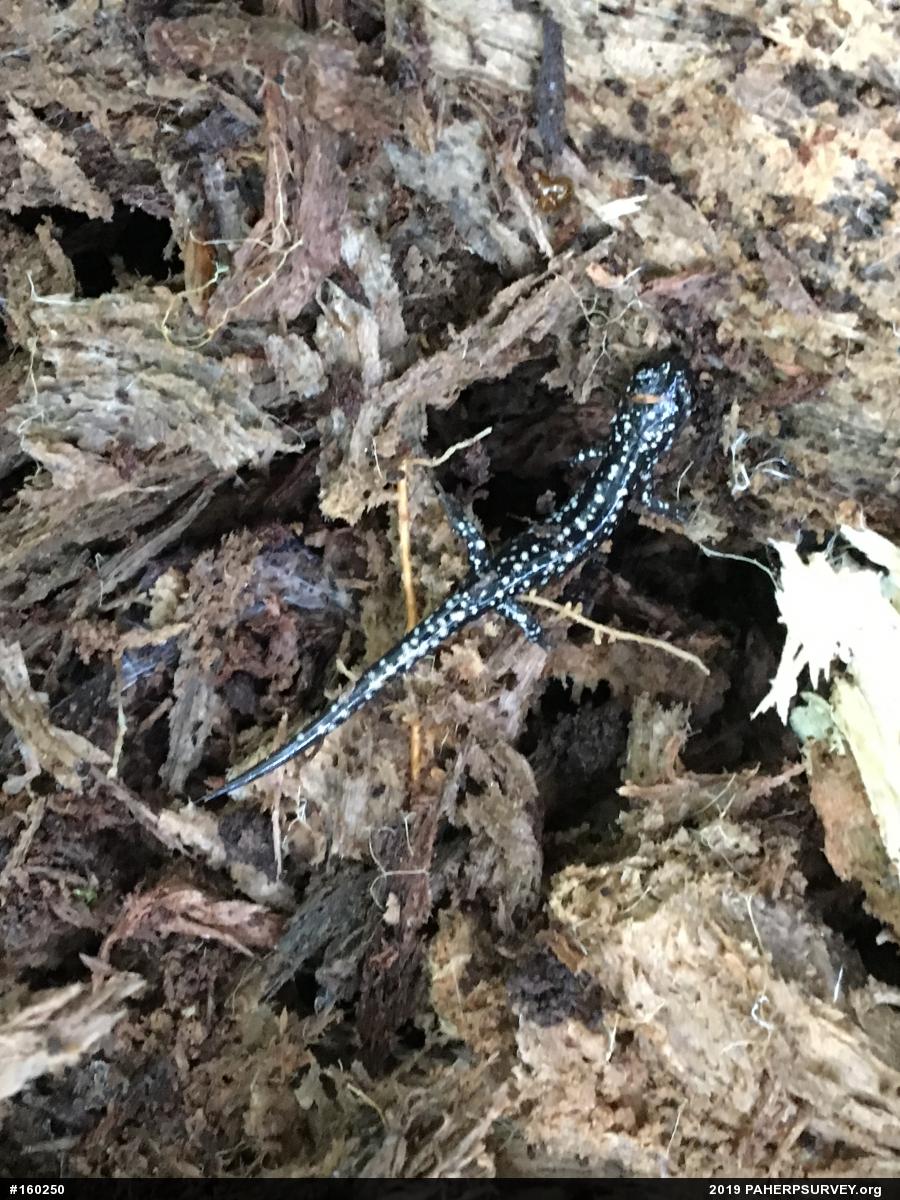 Northern Slimy Salamander