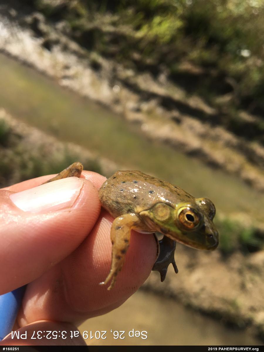 American Bullfrog