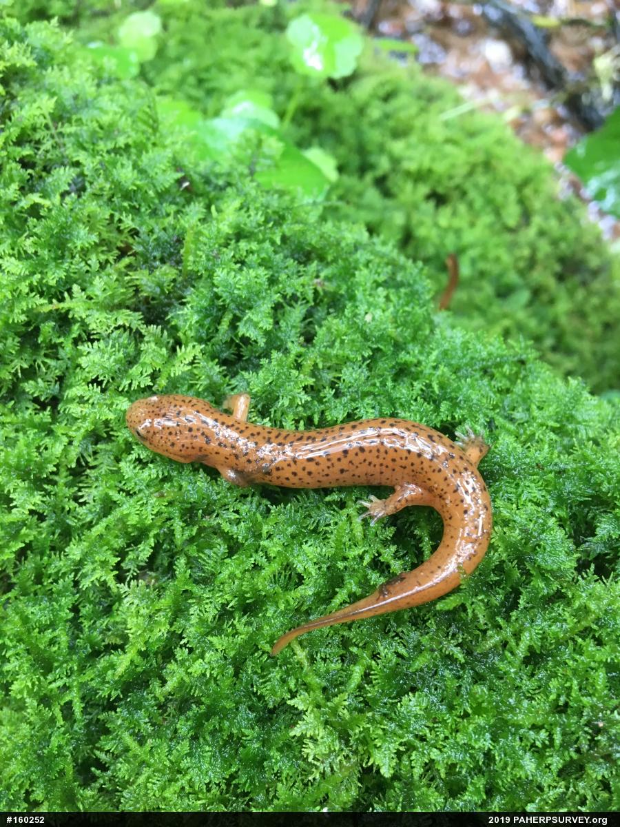 Northern Red Salamander