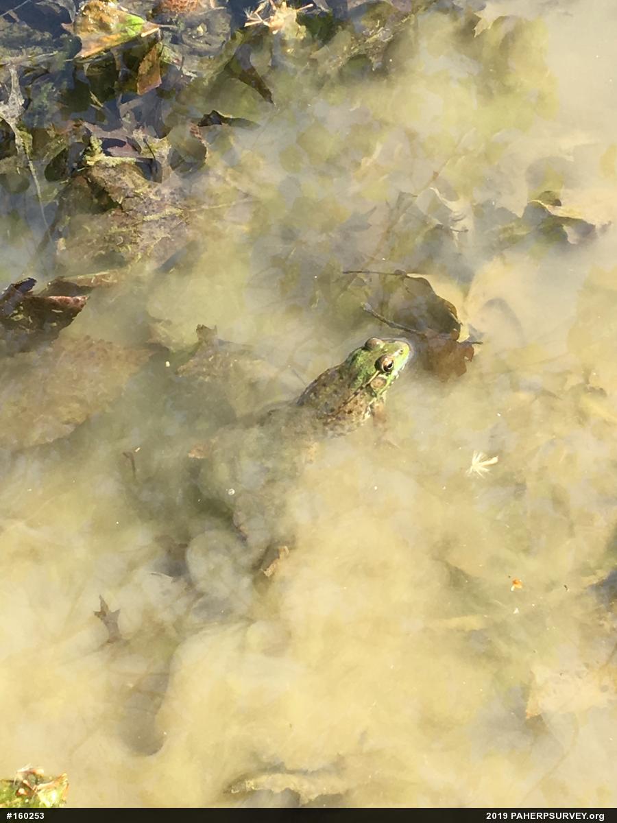 Green Frog