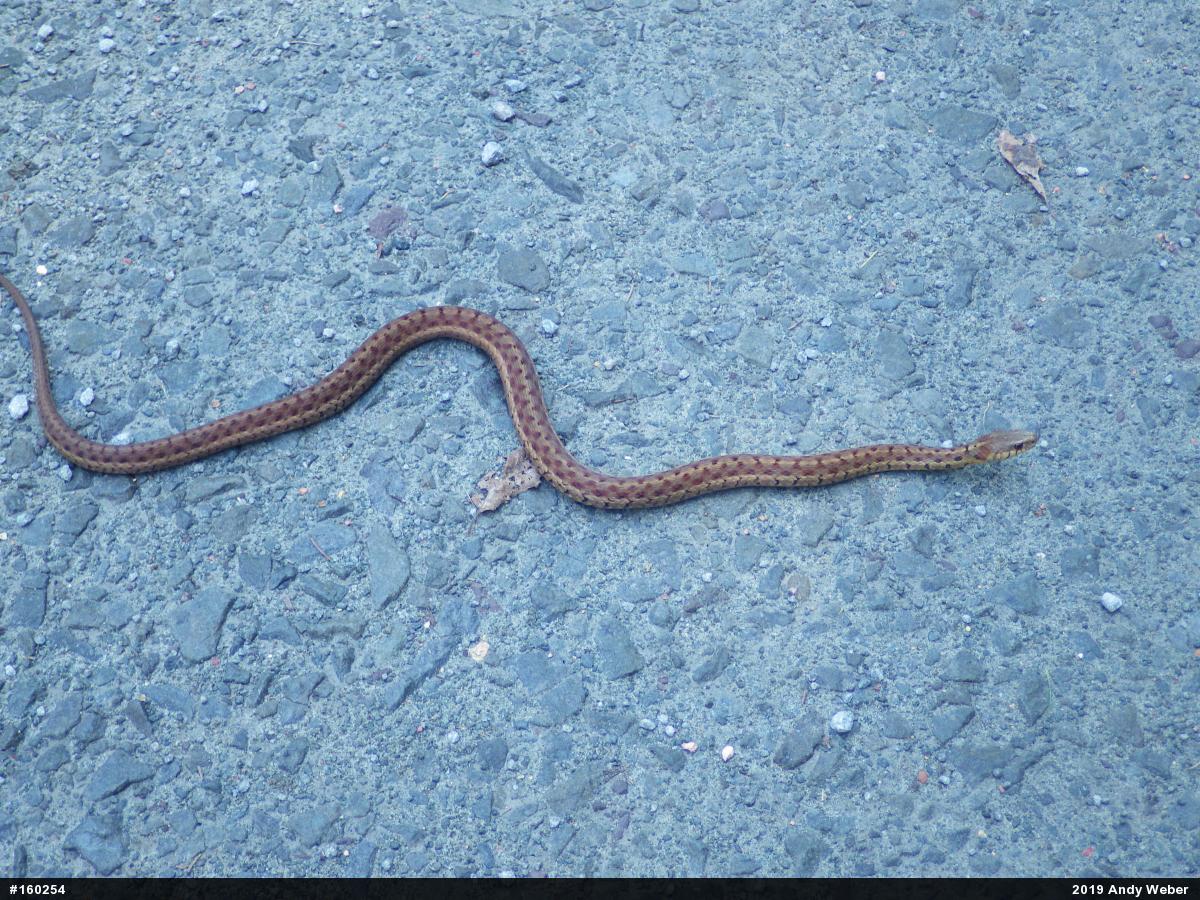Eastern Gartersnake