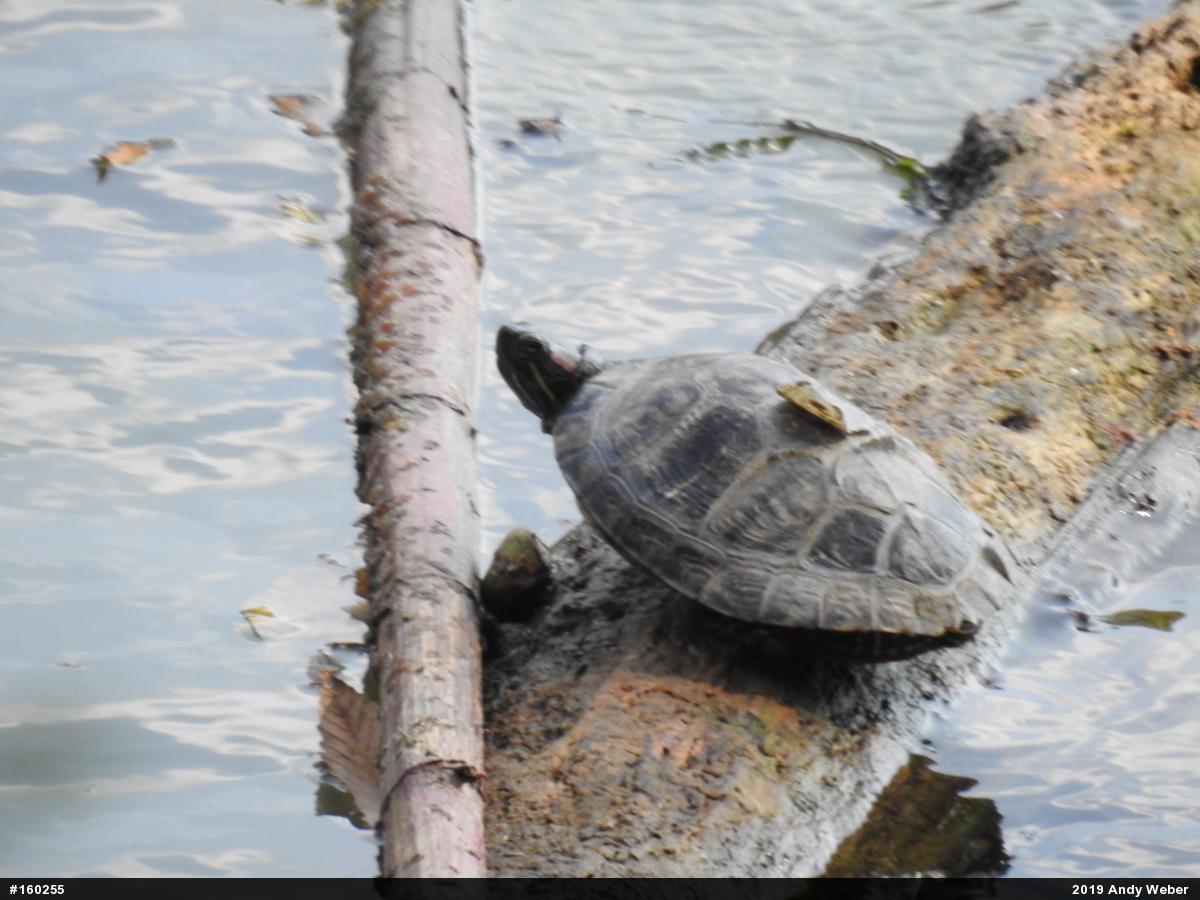 Red-eared Slider