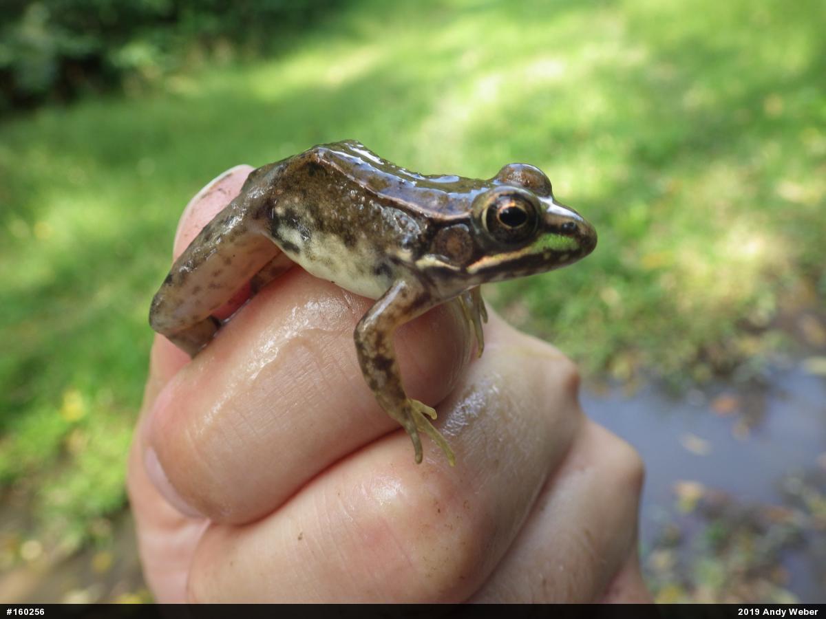 Green Frog