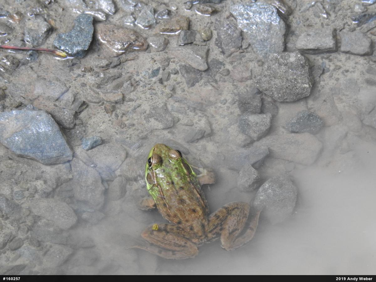 Green Frog
