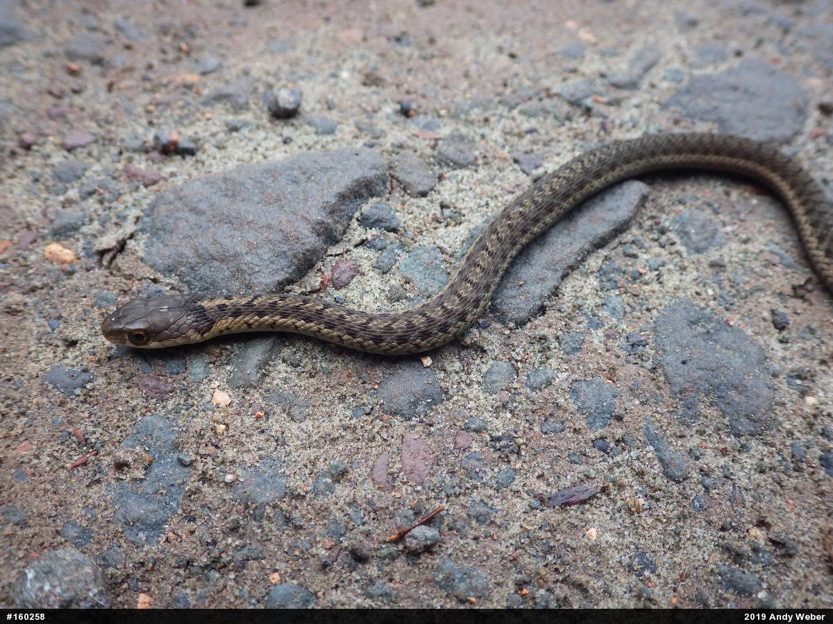 Eastern Gartersnake