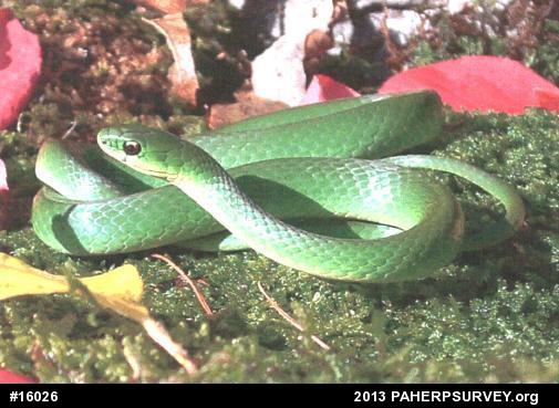 Smooth Greensnake