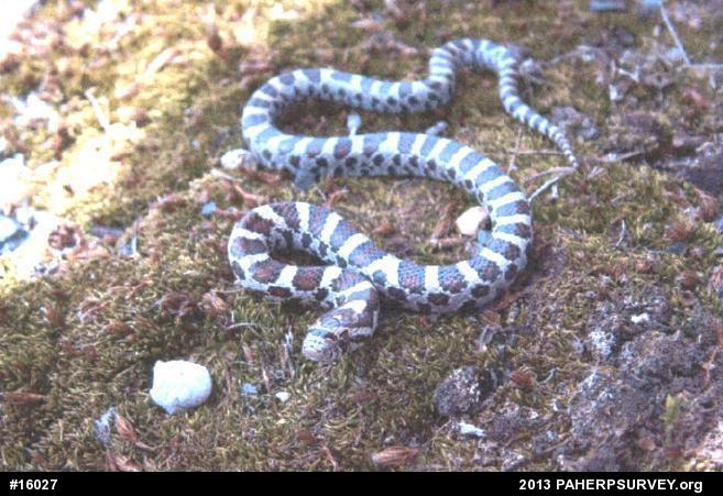 Eastern Milksnake