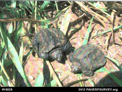 Snapping Turtle