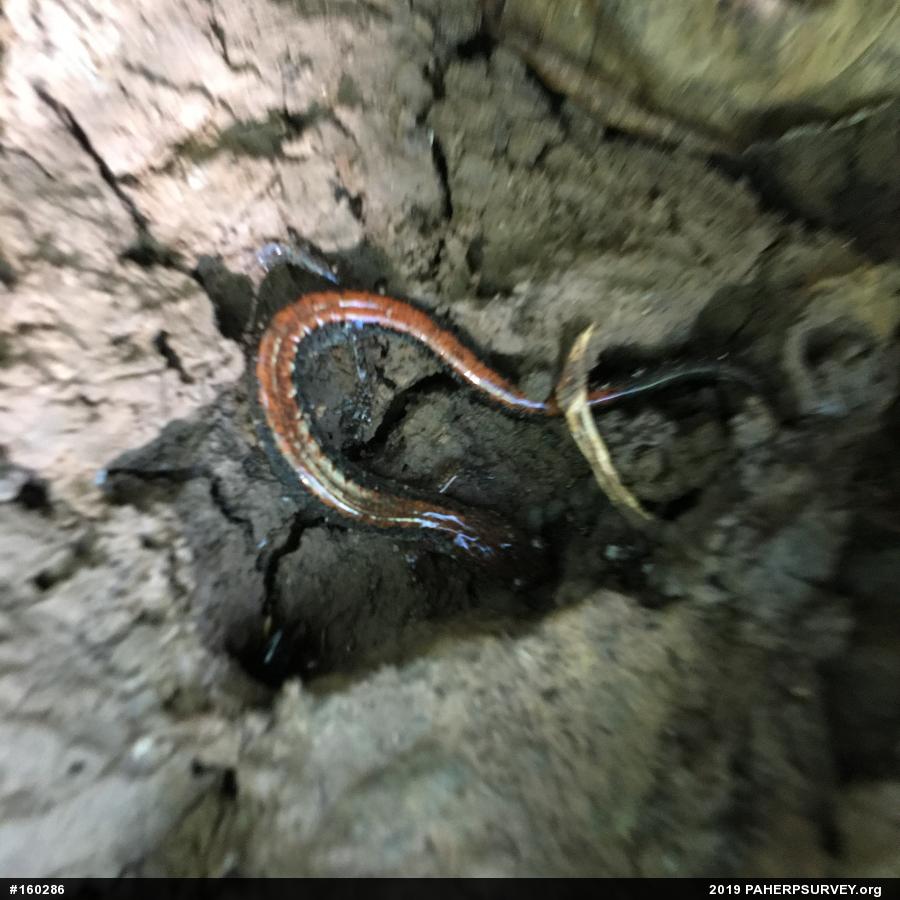 Eastern Red-backed  Salamander