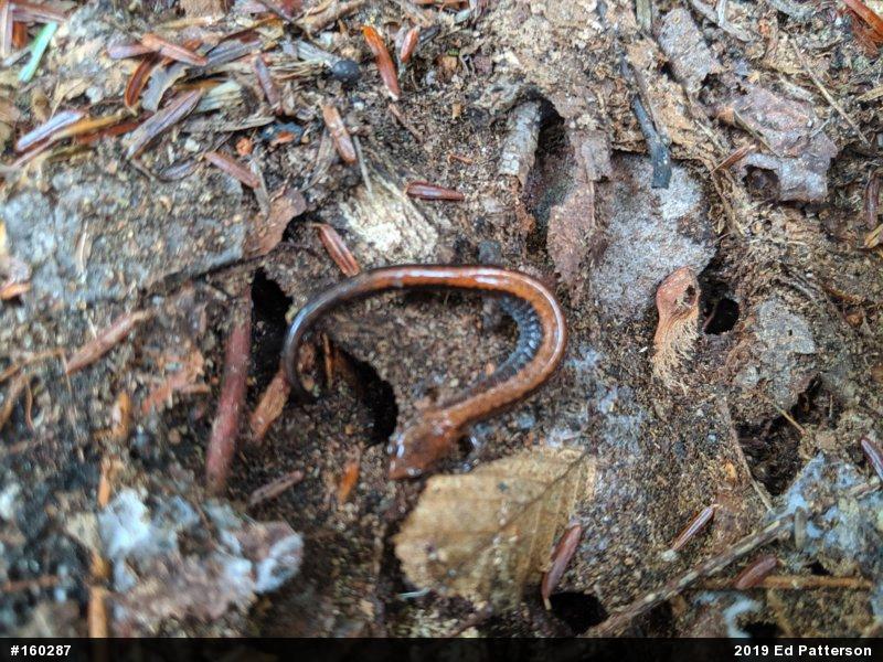 Eastern Red-backed  Salamander