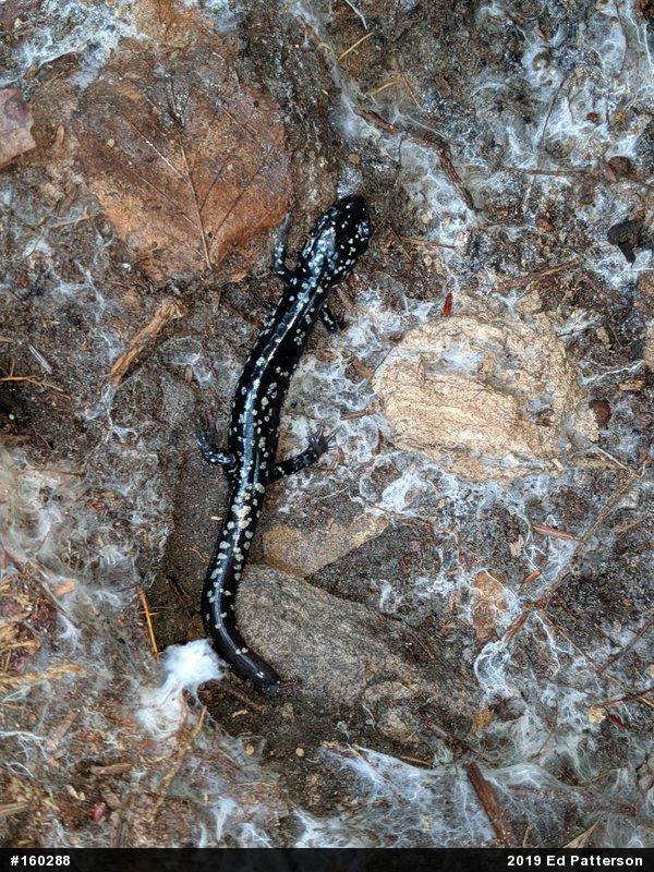 Northern Slimy Salamander