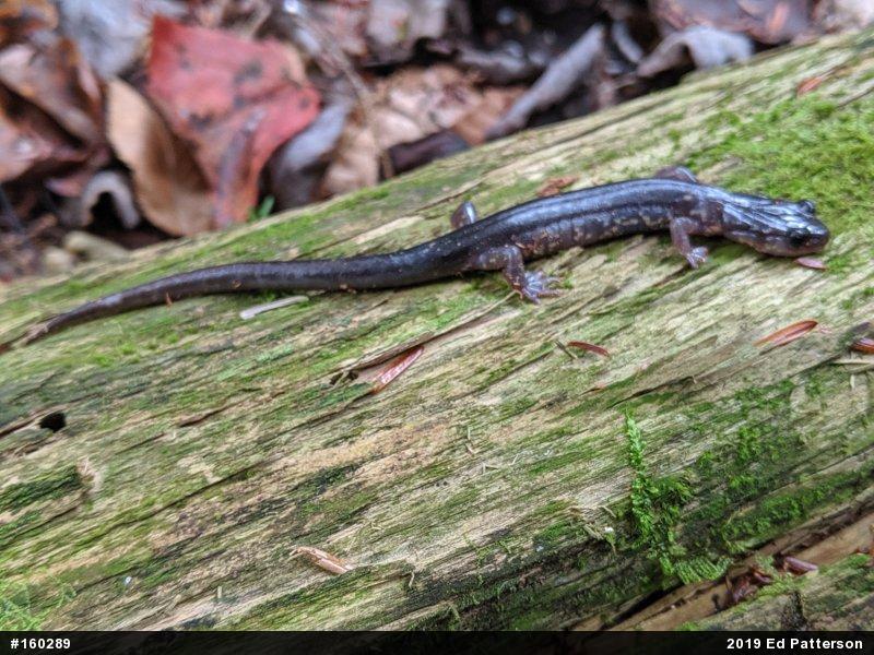 Wehrle's Salamander