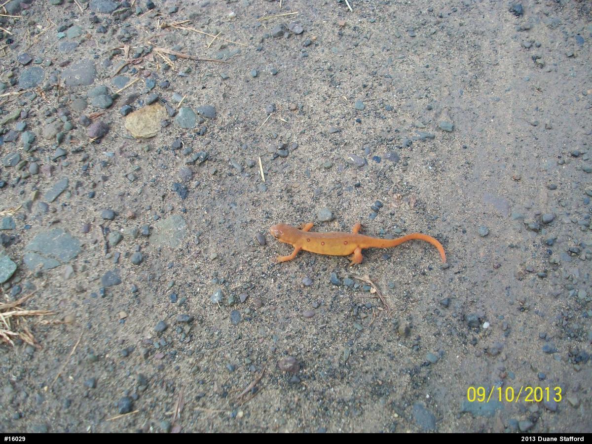 Red-spotted Newt