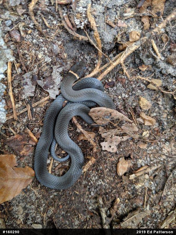 Northern Ring-necked Snake