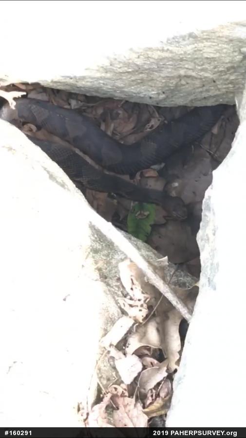 Northern Copperhead