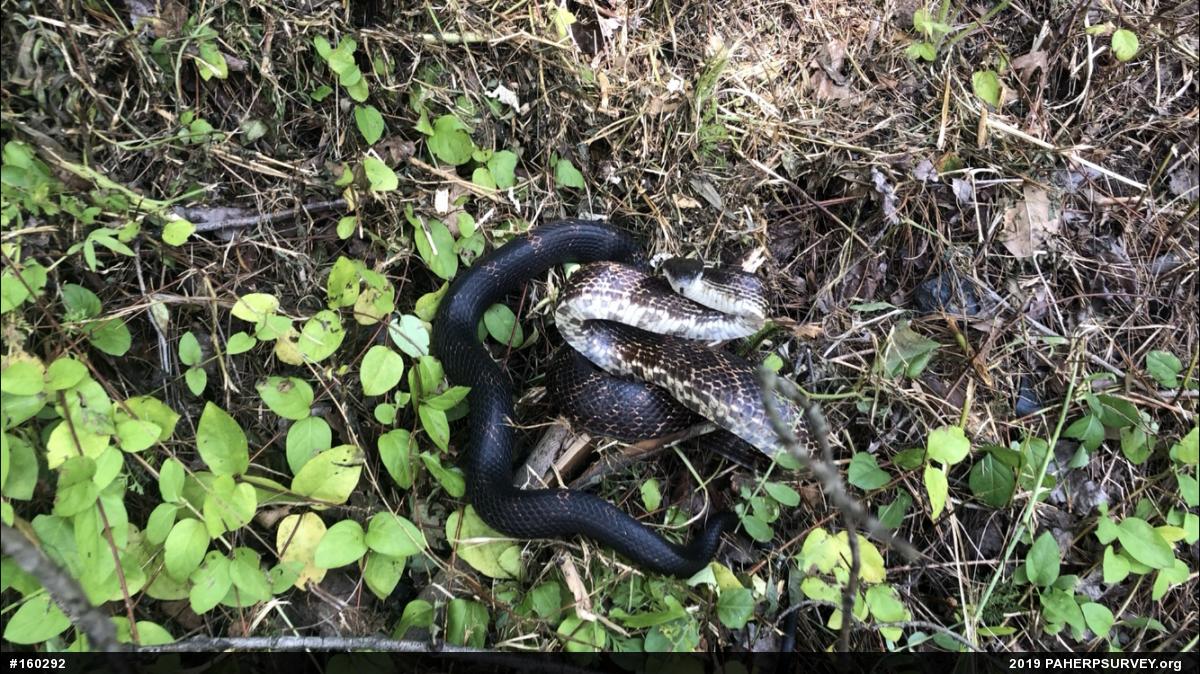 Eastern Ratsnake