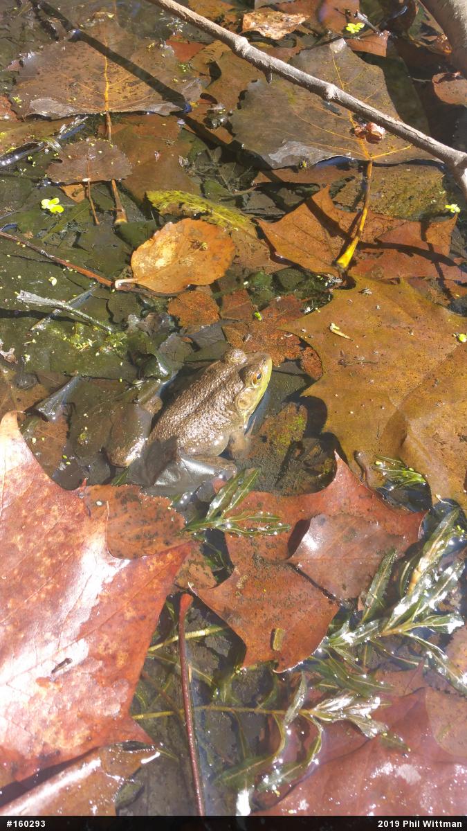 American Bullfrog