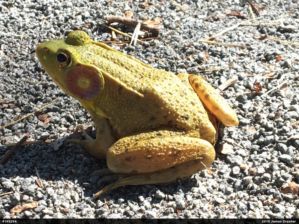 Green Frog