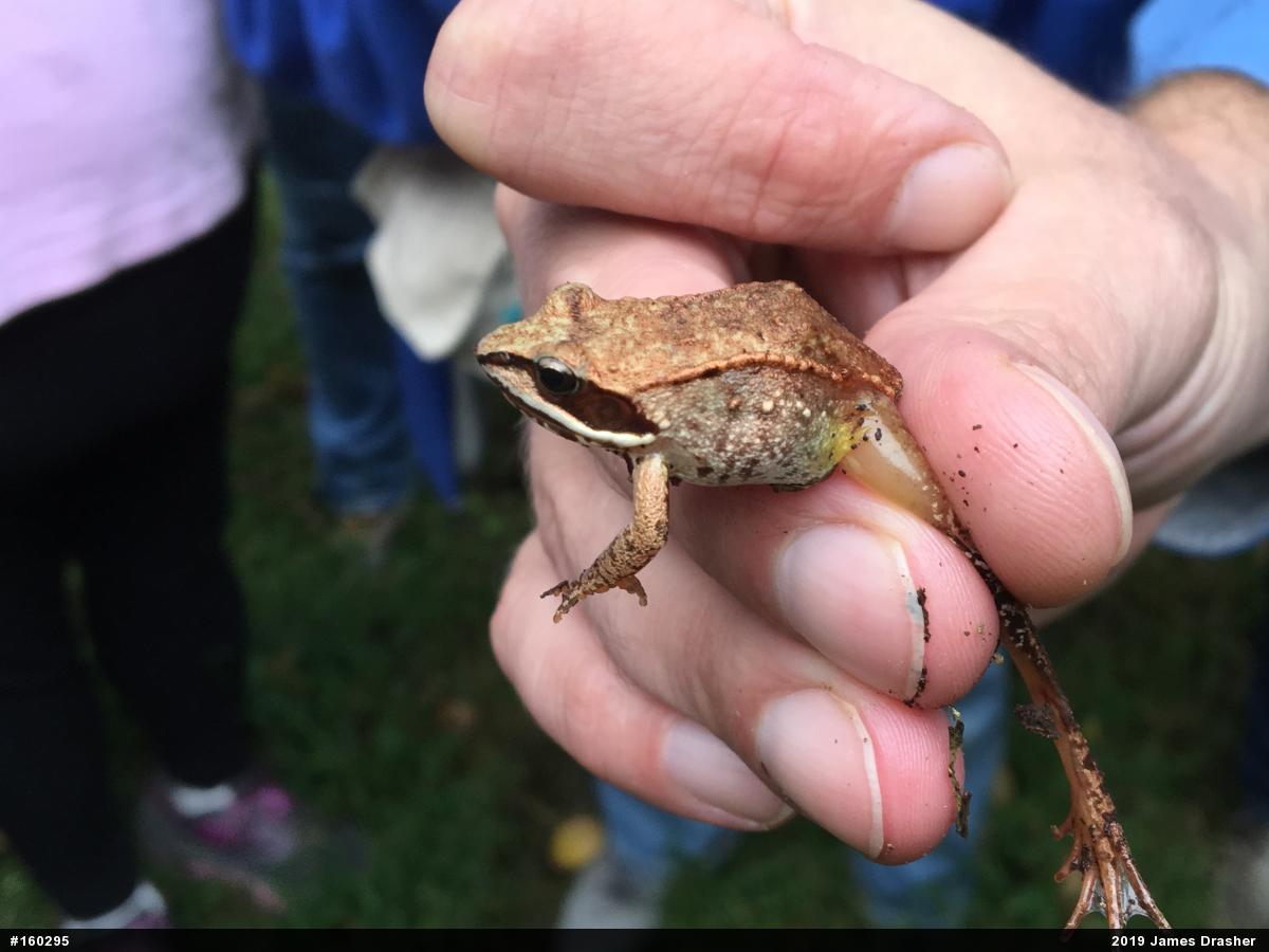 Wood Frog