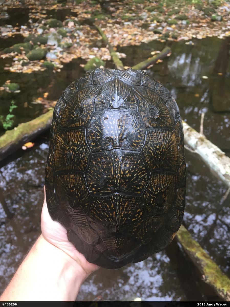 Wood Turtle