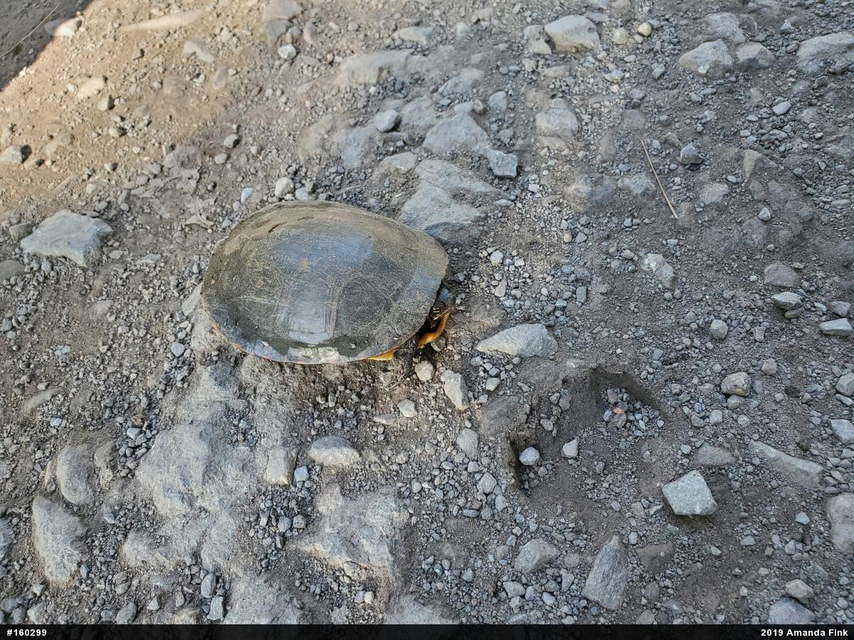 Painted Turtle