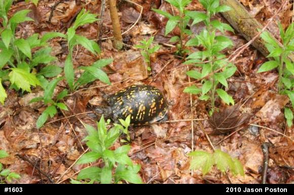 Eastern Box Turtle
