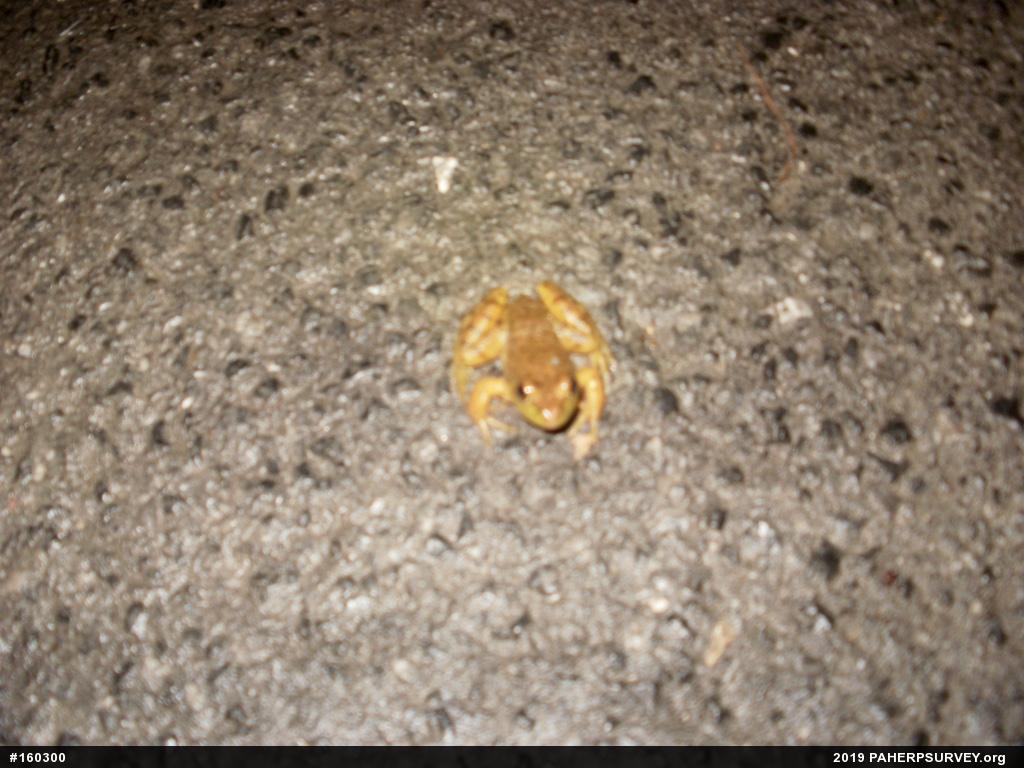 American Bullfrog