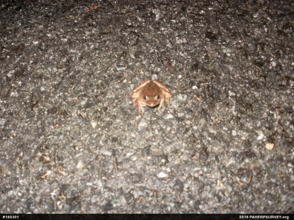 Wood Frog