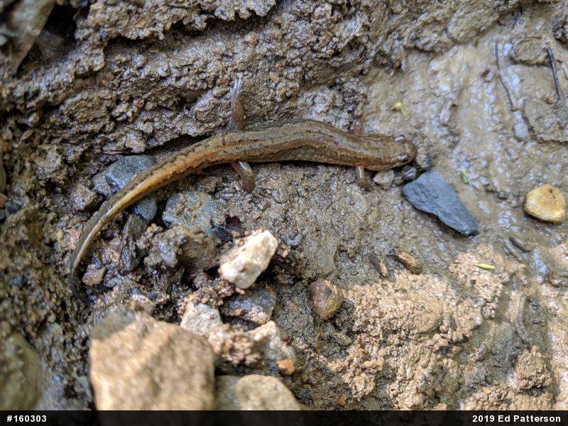 Northern Dusky Salamander