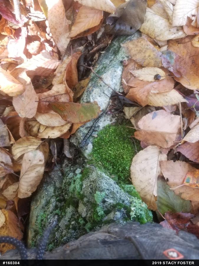 Northern Slimy Salamander