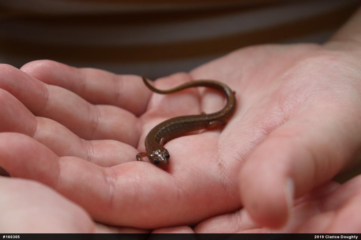 Northern Two-lined Salamander